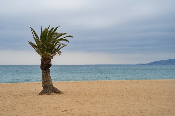 HBR Enlig palme på stranden WEB