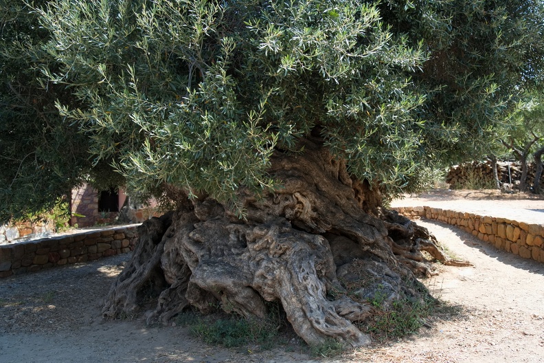 Det gamle oliventræ.jpg