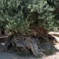 Det gamle oliventræ