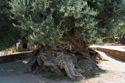 Det gamle oliventræ