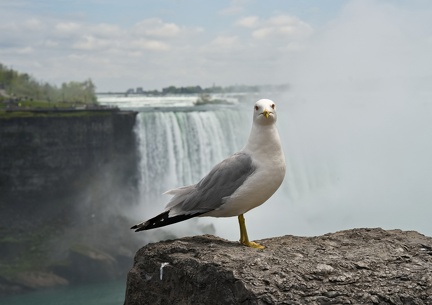 Måge ved Niagara Falls